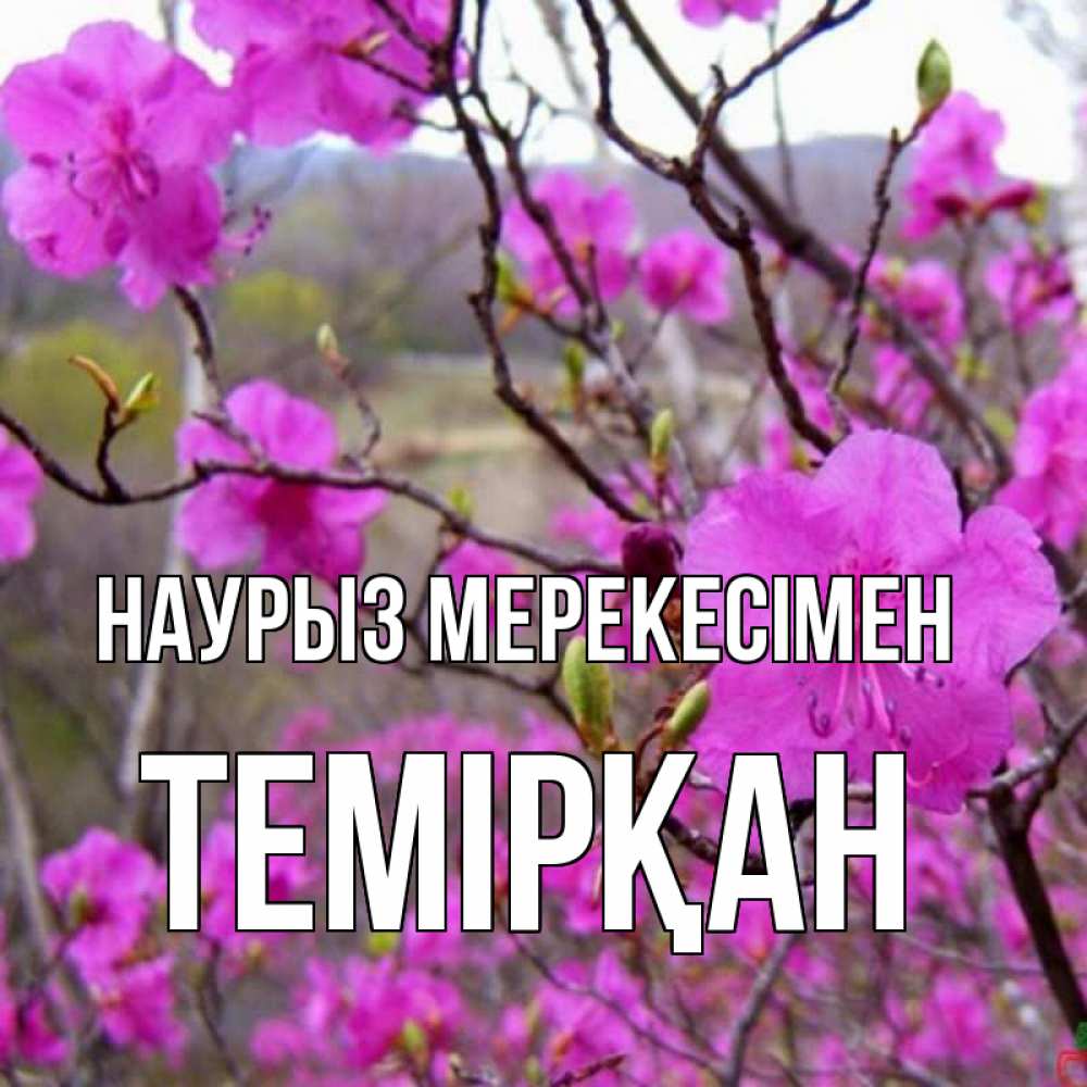 Күн сайын ашық хат с именем, ТЕМІРҚАН Наурыз мерекесімен праздник весны наурыз Онлайн тегін жүктеп алу тілектері бар керемет карта 