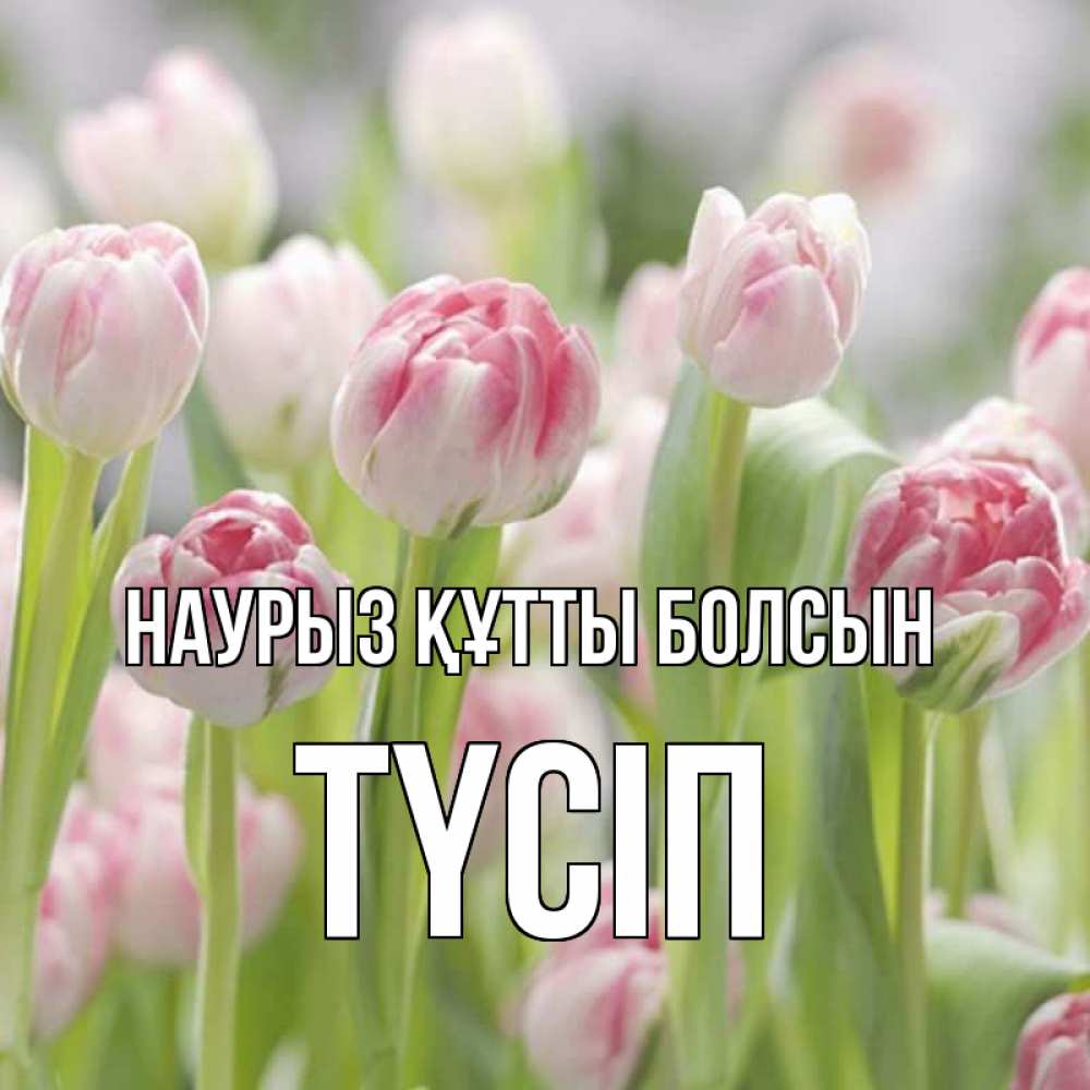 Күн сайын ашық хат с именем, ТҮСІП Наурыз құтты болсын цветы Онлайн тегін жүктеп алу тілектері бар керемет карта 