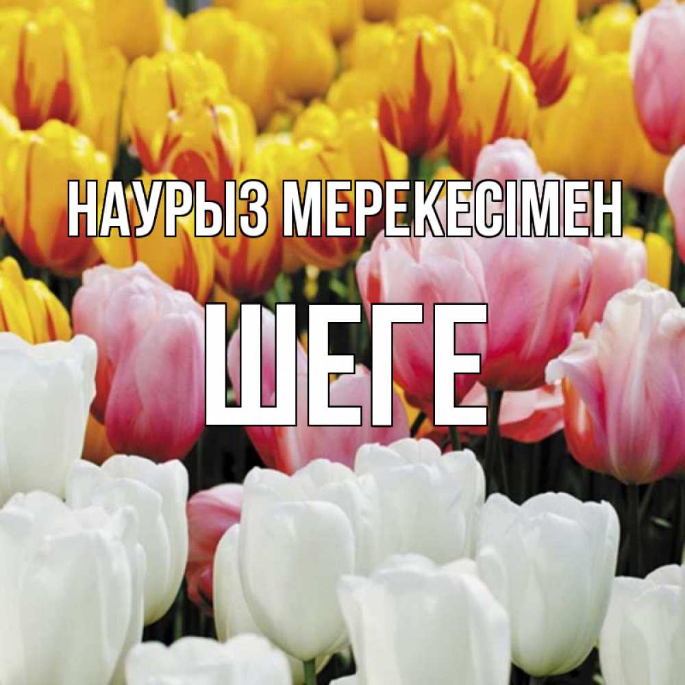 Күн сайын ашық хат с именем, ШЕГЕ Наурыз мерекесімен разноцветные цветы Онлайн тегін жүктеп алу тілектері бар керемет карта 