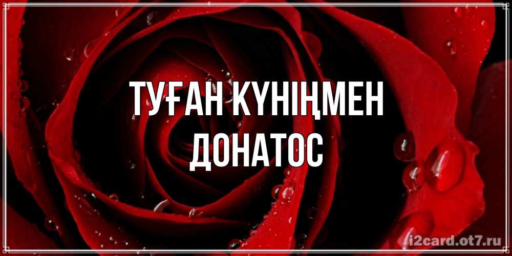 Күн сайын ашық хат с именем, Донатос Туған күніңмен крупная бордовая роза Онлайн тегін жүктеп алу тілектері бар керемет карта 