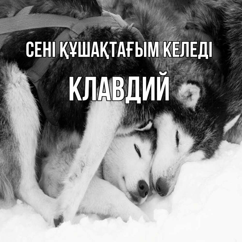 Күн сайын ашық хат с именем, Клавдий сені құшақтағым келеді собачки в упряжке Онлайн тегін жүктеп алу тілектері бар керемет карта 