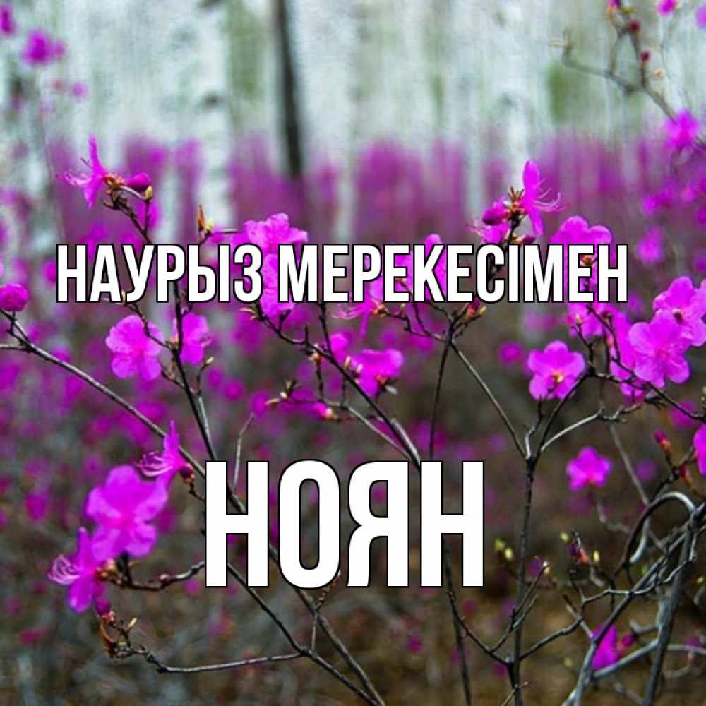 Күн сайын ашық хат с именем, НОЯН Наурыз мерекесімен дикие цветы Онлайн тегін жүктеп алу тілектері бар керемет карта 