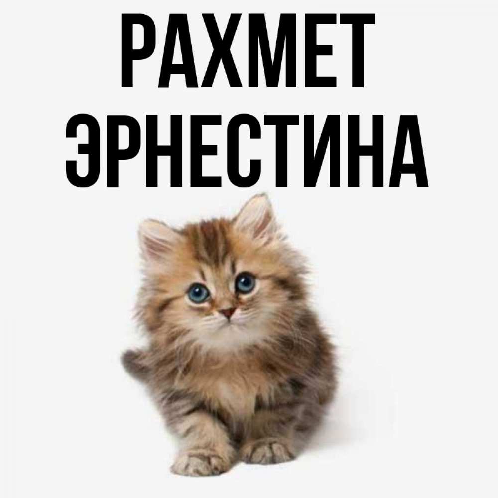 Күн сайын ашық хат с именем, Эрнестина рахмет пушистый котик Онлайн тегін жүктеп алу тілектері бар керемет карта 