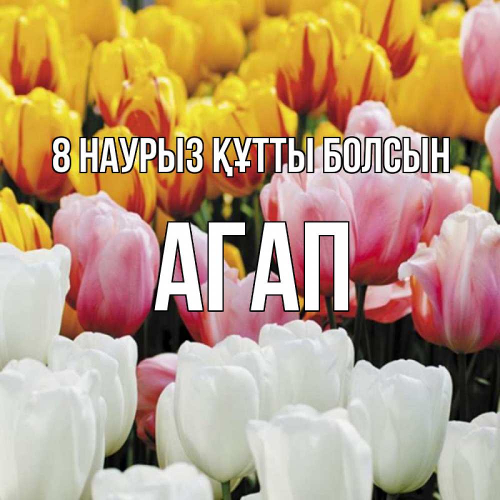 Күн сайын ашық хат с именем, Агап 8 наурыз құтты болсын разноцветные цветы Онлайн тегін жүктеп алу тілектері бар керемет карта 