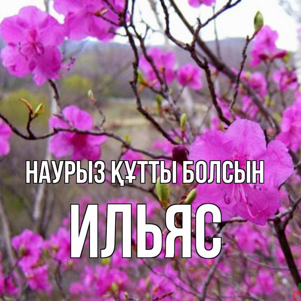 Күн сайын ашық хат с именем, Ильяс Наурыз құтты болсын наурыз мейрамы кутты болсын Онлайн тегін жүктеп алу тілектері бар керемет карта 