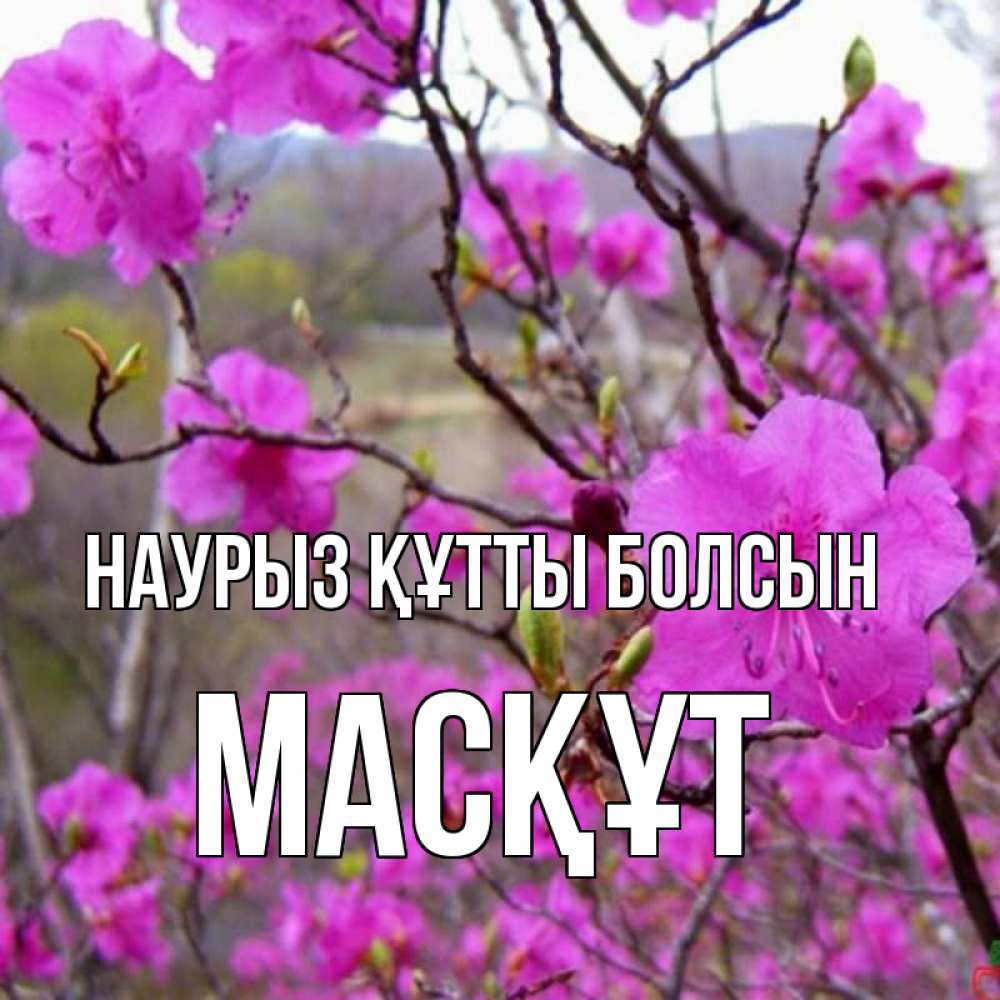 Күн сайын ашық хат с именем, МАСҚҰТ Наурыз құтты болсын наурыз мейрамы кутты болсын Онлайн тегін жүктеп алу тілектері бар керемет карта 