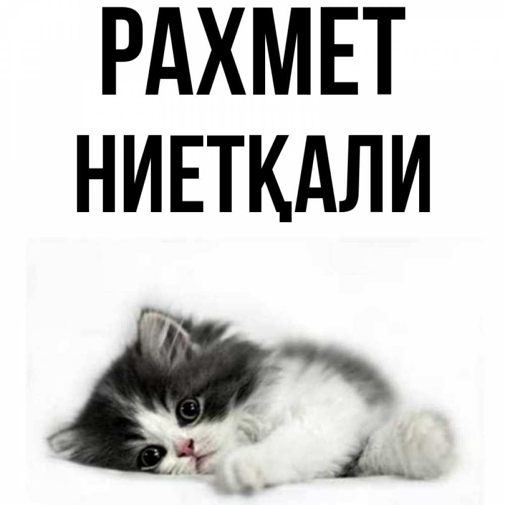 Күн сайын ашық хат с именем, НИЕТҚАЛИ рахмет черный и белый кот Онлайн тегін жүктеп алу тілектері бар керемет карта 