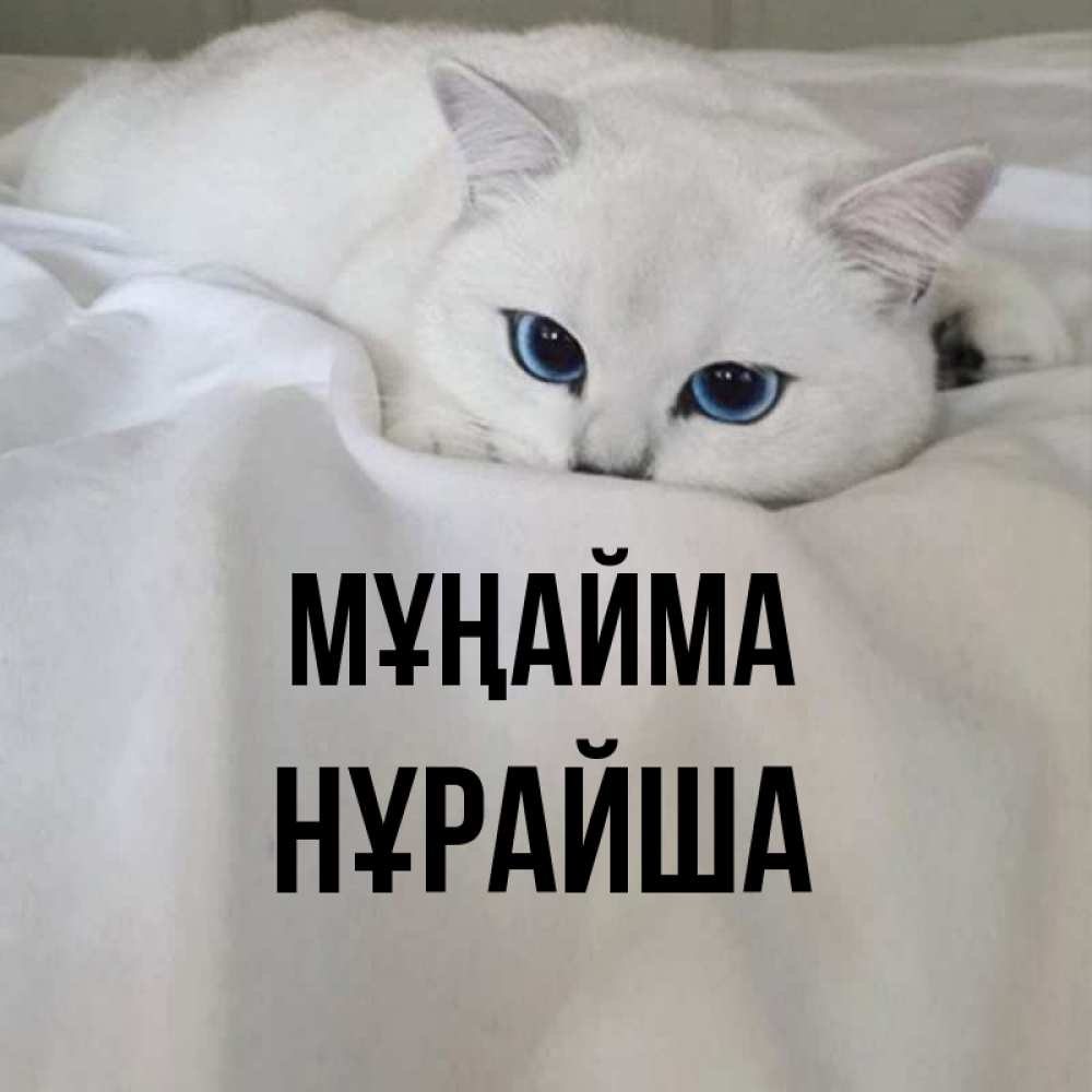 Күн сайын ашық хат с именем, НҰРАЙША Мұңайма Голубоглазая кошка Онлайн тегін жүктеп алу тілектері бар керемет карта 