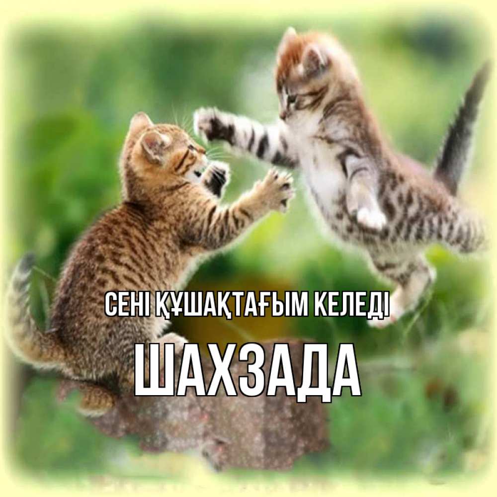Күн сайын ашық хат с именем, ШАХЗАДА сені құшақтағым келеді игры котят Онлайн тегін жүктеп алу тілектері бар керемет карта 