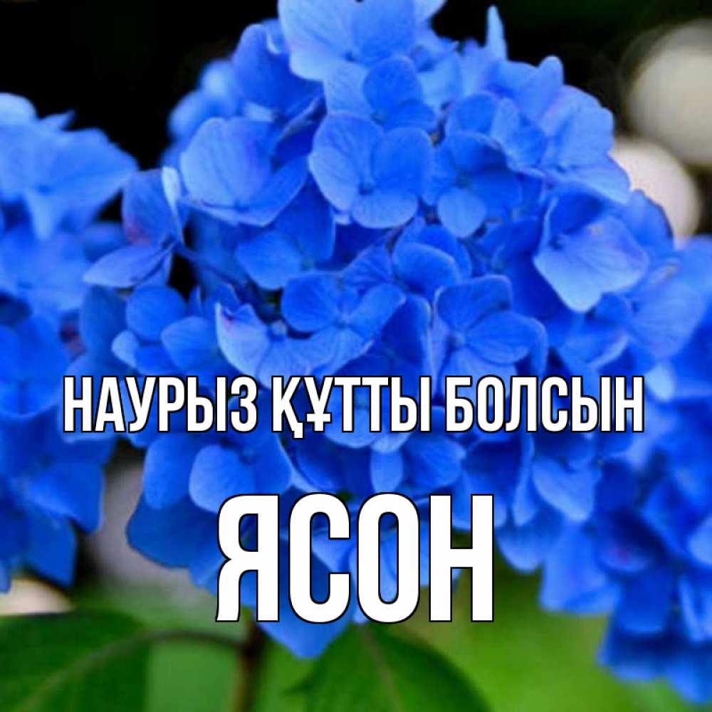 Күн сайын ашық хат с именем, Ясон Наурыз құтты болсын синие цветы Онлайн тегін жүктеп алу тілектері бар керемет карта 