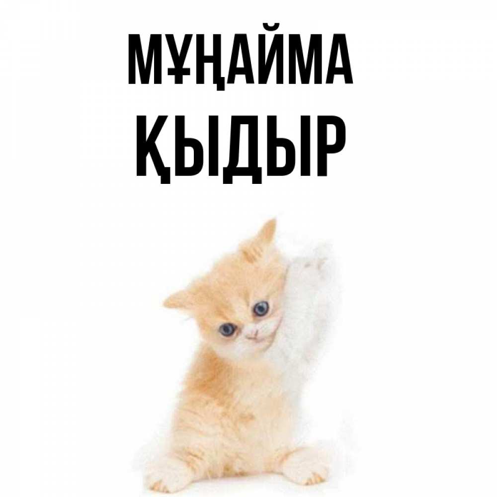Күн сайын ашық хат с именем, ҚЫДЫР Мұңайма просящий кот Онлайн тегін жүктеп алу тілектері бар керемет карта 