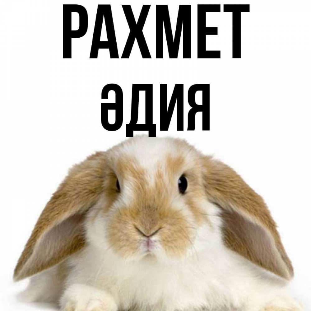 Күн сайын ашық хат с именем, ӘДИЯ рахмет коричнево белый заяц Онлайн тегін жүктеп алу тілектері бар керемет карта 