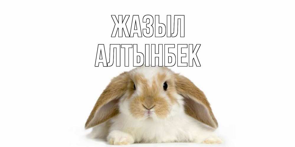 Күн сайын ашық хат с именем, Алтынбек Жазыл вислоухий кролик белого и коричневого цвета Онлайн тегін жүктеп алу тілектері бар керемет карта 