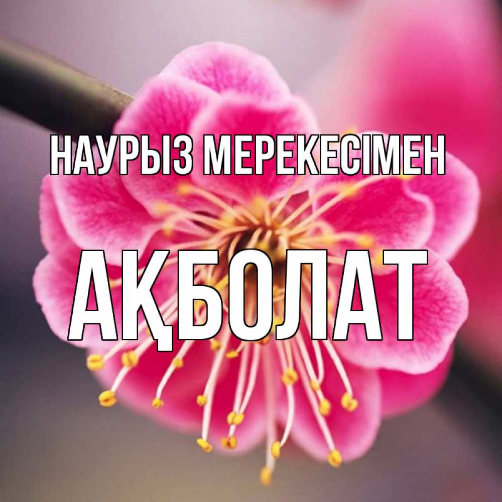 Күн сайын ашық хат с именем, Ақболат Наурыз мерекесімен цветы Онлайн тегін жүктеп алу тілектері бар керемет карта 