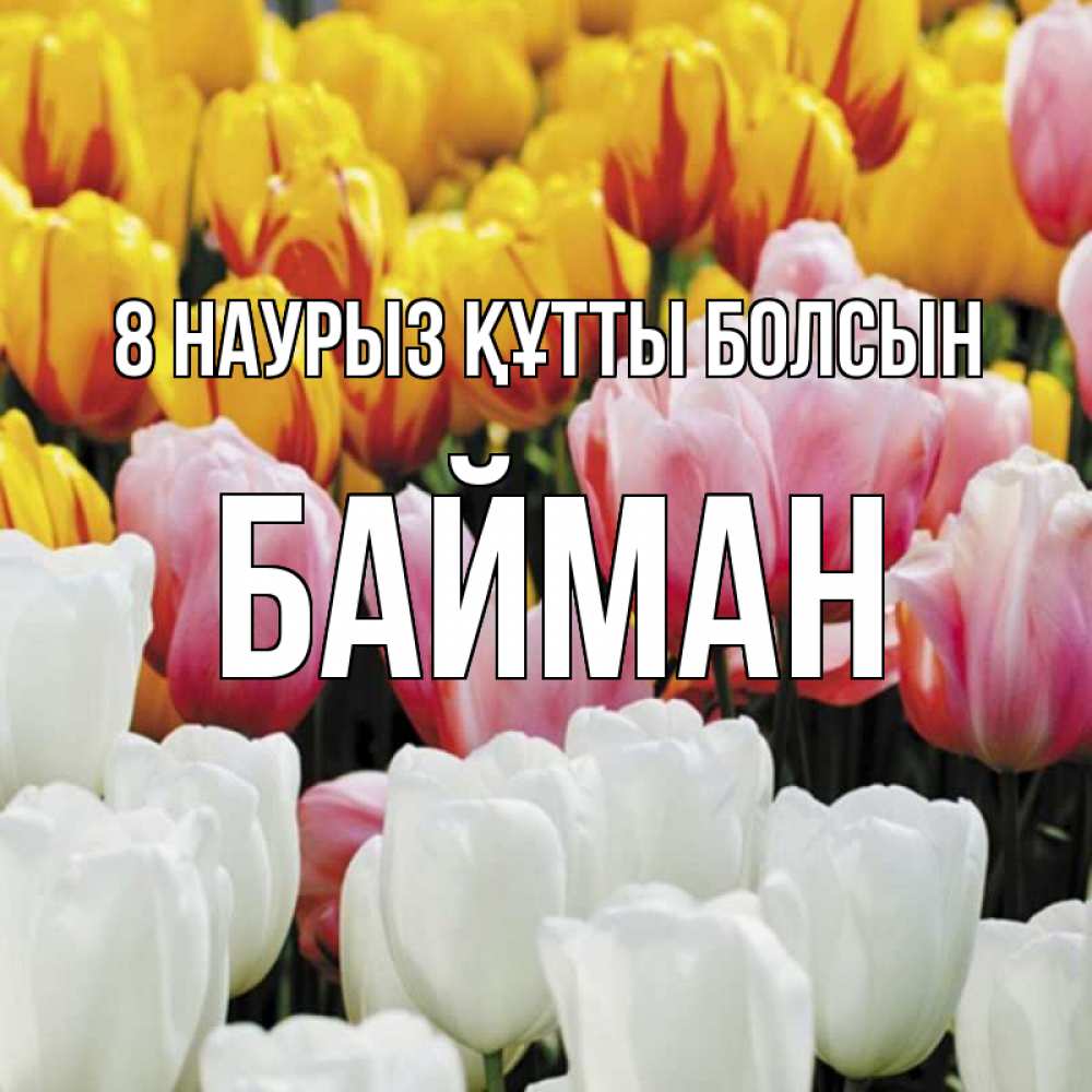 Күн сайын ашық хат с именем, Байман 8 наурыз құтты болсын разноцветные цветы Онлайн тегін жүктеп алу тілектері бар керемет карта 