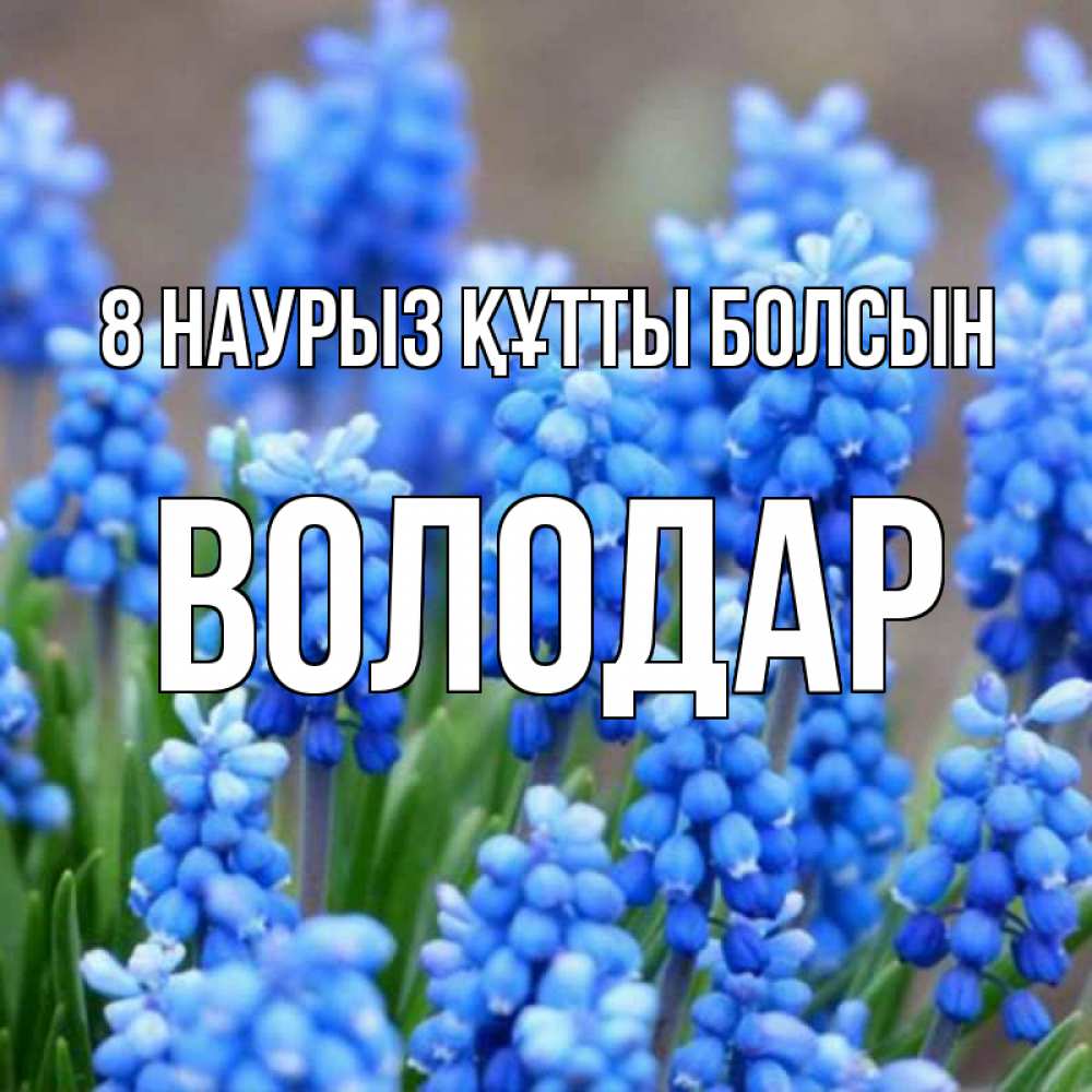 Күн сайын ашық хат с именем, Володар 8 наурыз құтты болсын Поздравительная открытка для женщин с цветами на праздничную дату Онлайн тегін жүктеп алу тілектері бар керемет карта 