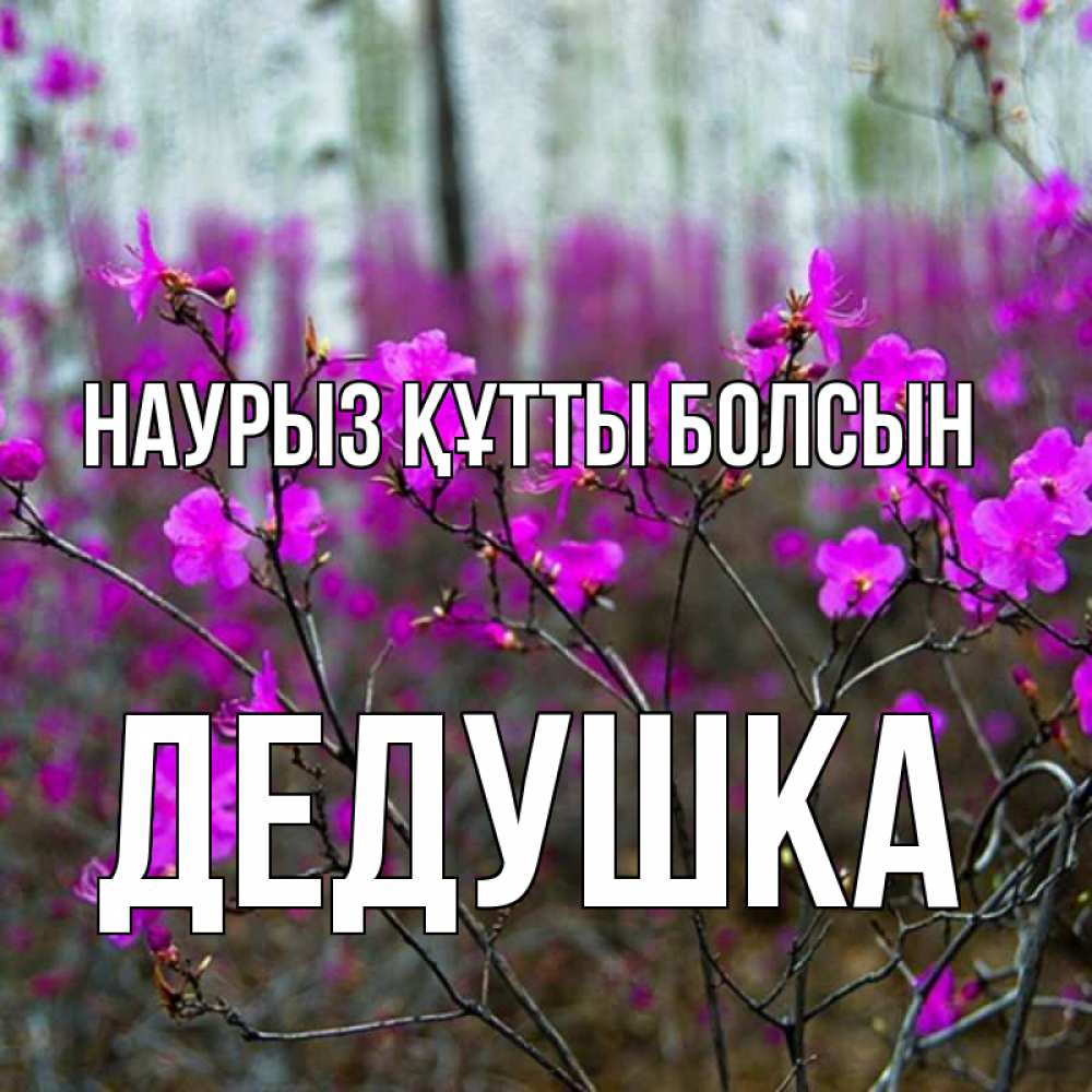 Күн сайын ашық хат с именем, Дедушка Наурыз құтты болсын дикие цветы Онлайн тегін жүктеп алу тілектері бар керемет карта 