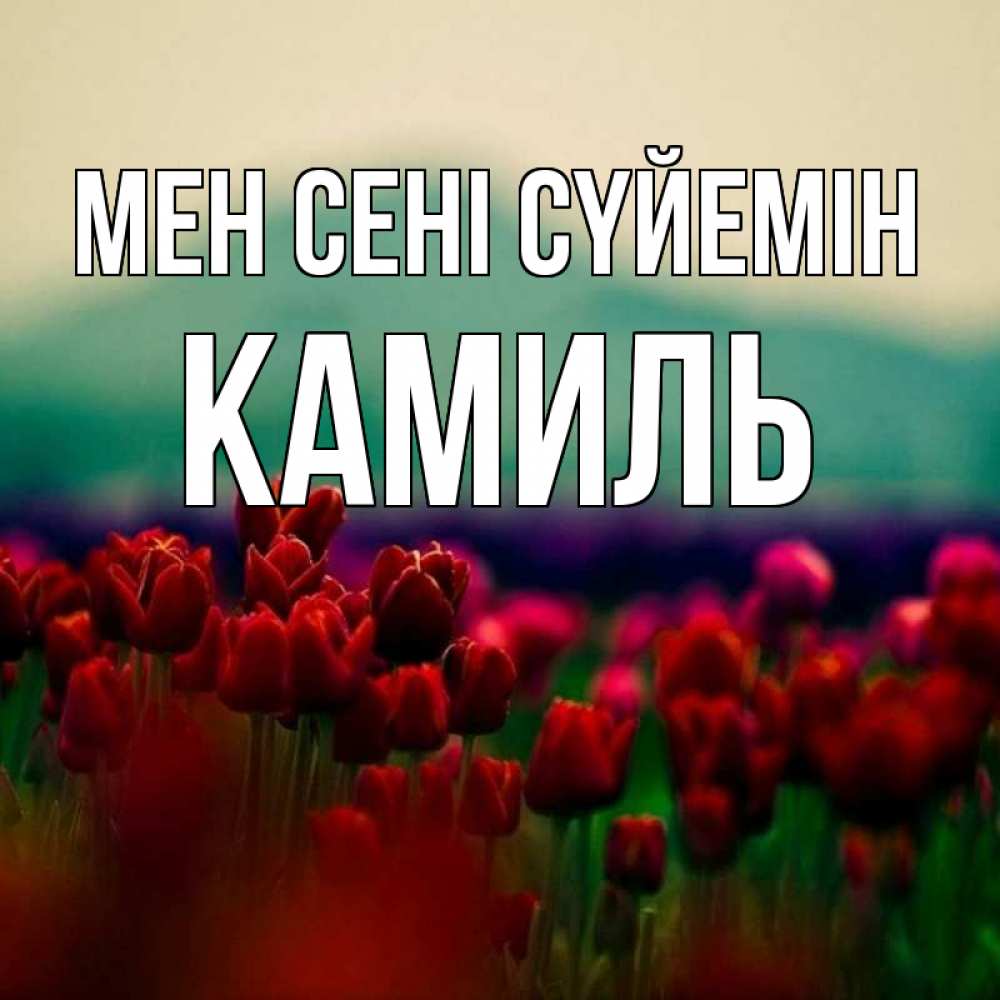 Күн сайын ашық хат с именем, Камиль Мен сені сүйемін тюльпаны 4 Онлайн тегін жүктеп алу тілектері бар керемет карта 