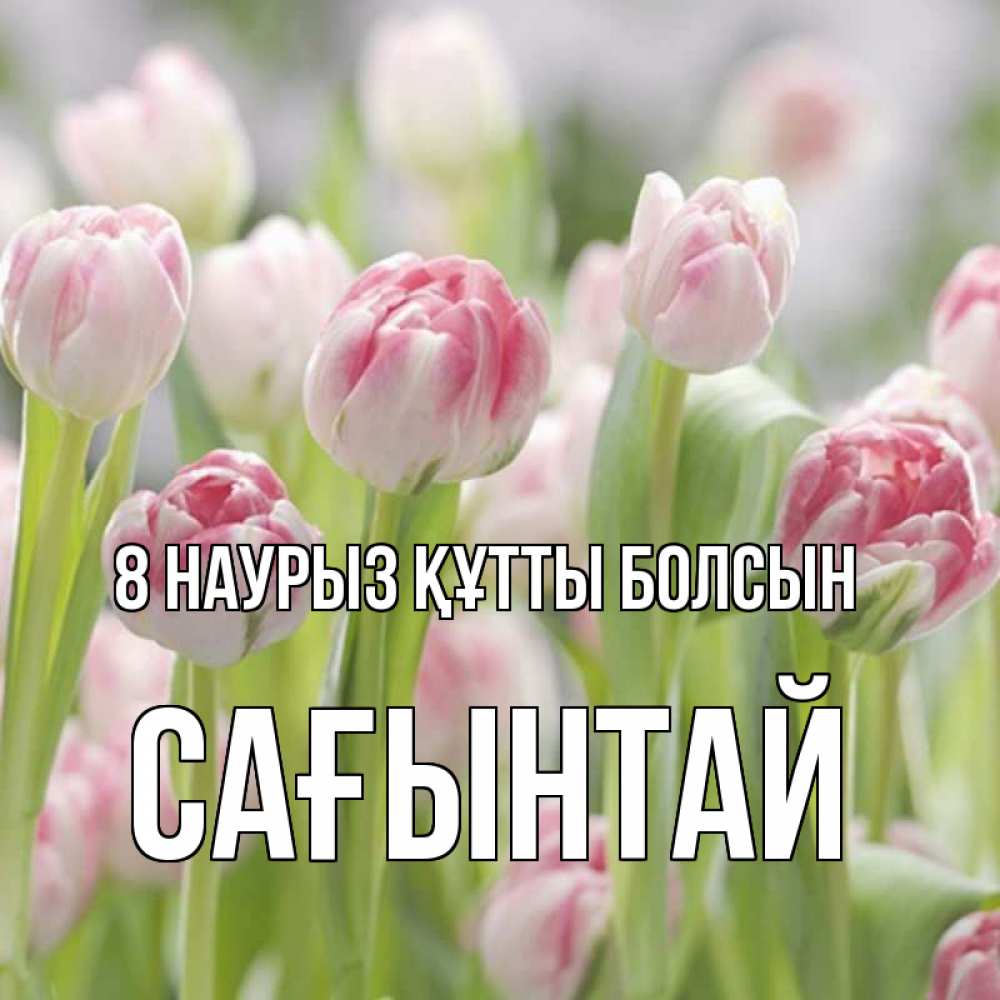 Күн сайын ашық хат с именем, Сағынтай 8 наурыз құтты болсын цветы Онлайн тегін жүктеп алу тілектері бар керемет карта 