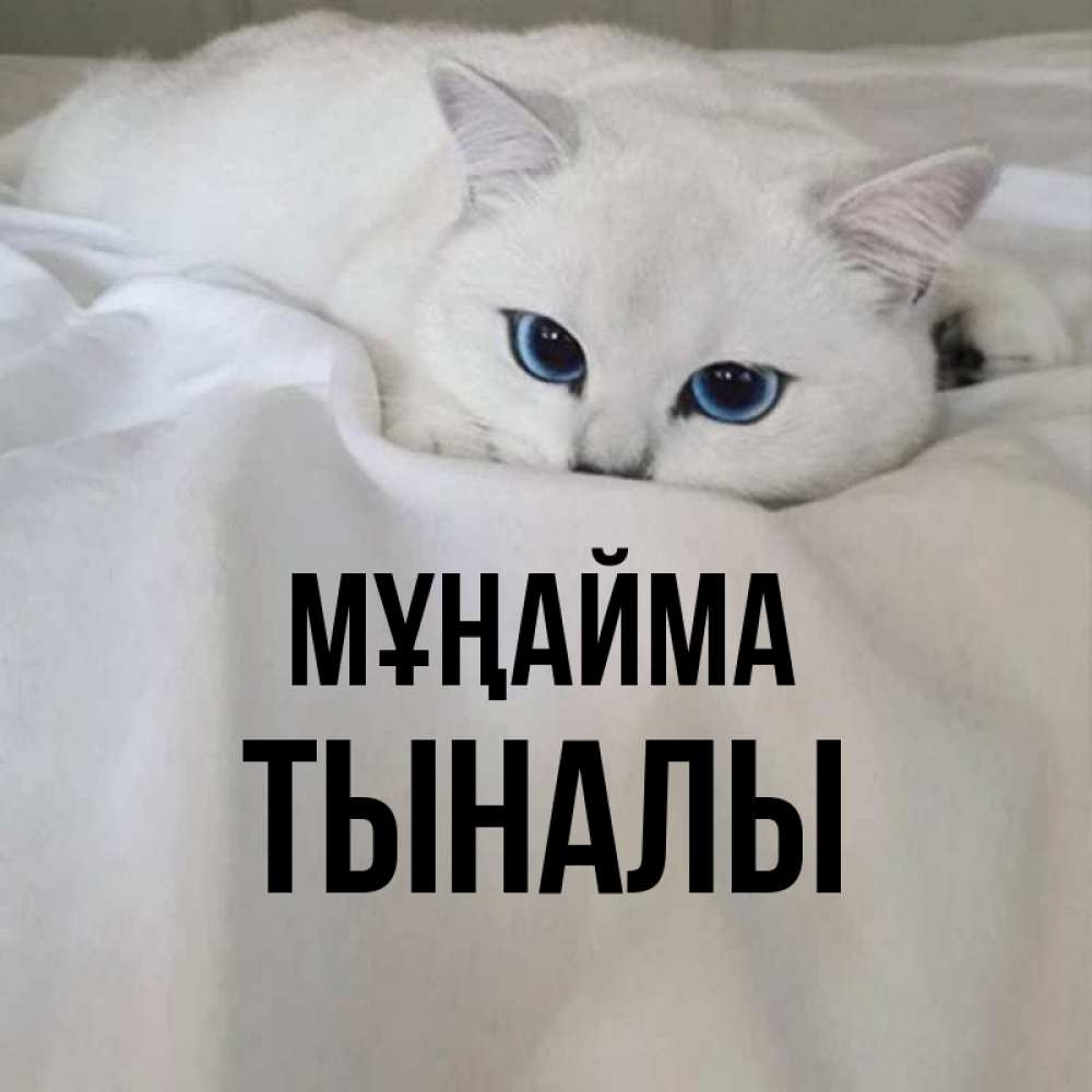 Күн сайын ашық хат с именем, ТЫНАЛЫ Мұңайма Голубоглазая кошка Онлайн тегін жүктеп алу тілектері бар керемет карта 