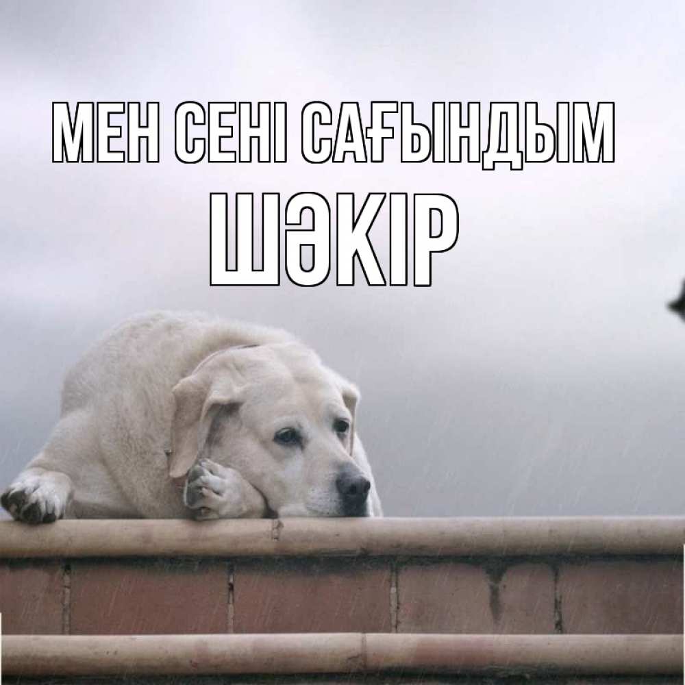 Күн сайын ашық хат с именем, ШӘКІР Мен сені сағындым ждет Онлайн тегін жүктеп алу тілектері бар керемет карта 