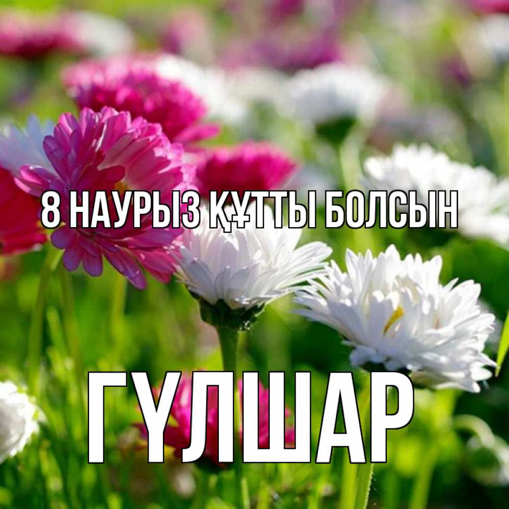 Күн сайын ашық хат с именем, ГҮЛШАР 8 наурыз құтты болсын международный женский день 1 Онлайн тегін жүктеп алу тілектері бар керемет карта 