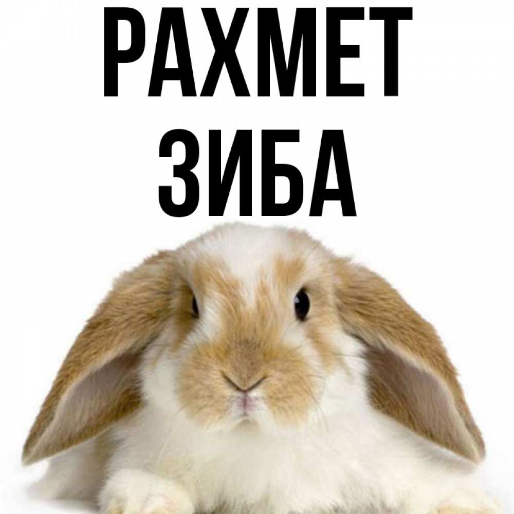 Күн сайын ашық хат с именем, ЗИБА рахмет коричнево белый заяц Онлайн тегін жүктеп алу тілектері бар керемет карта 