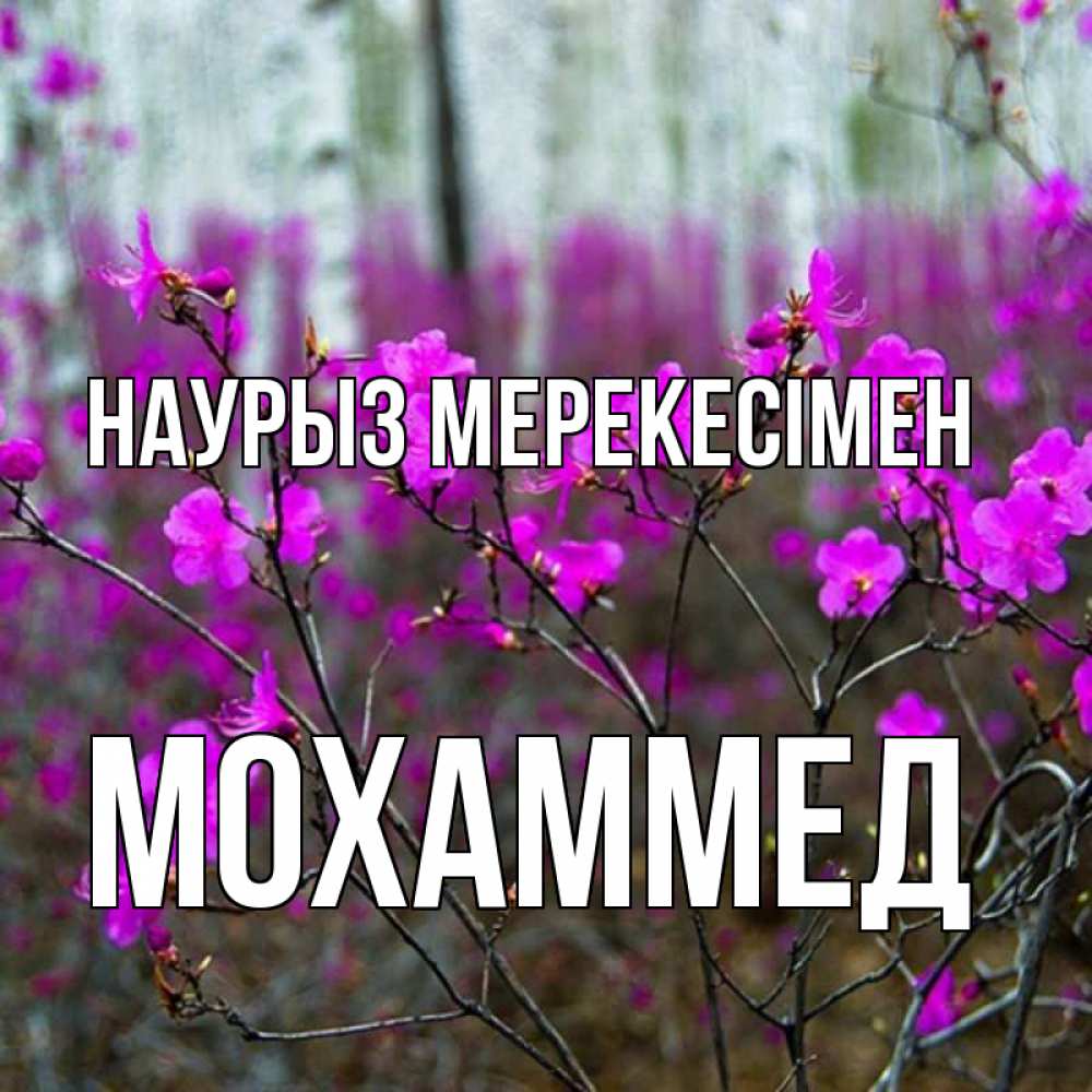 Күн сайын ашық хат с именем, Мохаммед Наурыз мерекесімен дикие цветы Онлайн тегін жүктеп алу тілектері бар керемет карта 