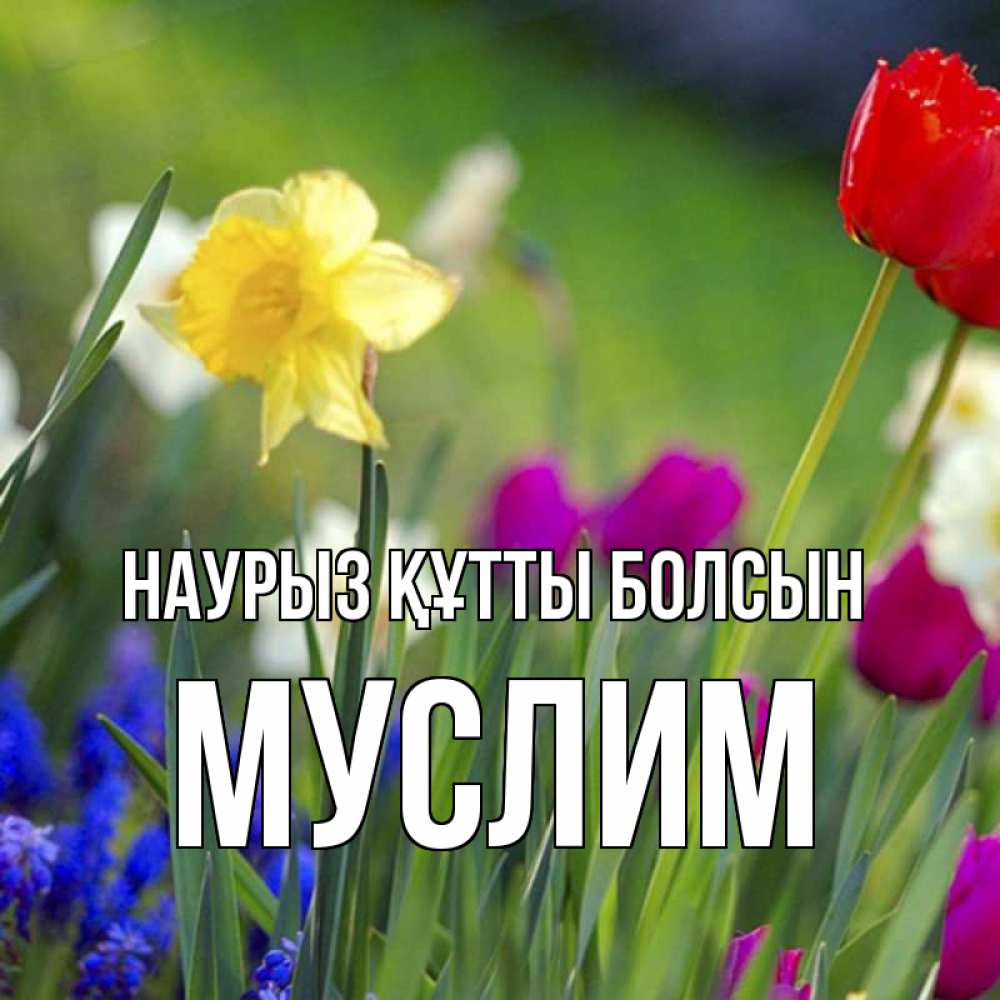 Күн сайын ашық хат с именем, Муслим Наурыз құтты болсын наурыз  3 открытки Онлайн тегін жүктеп алу тілектері бар керемет карта 