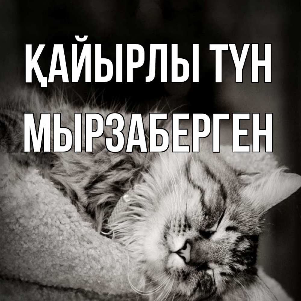 Күн сайын ашық хат с именем, Мырзаберген Қайырлы түн котярик пушистый Онлайн тегін жүктеп алу тілектері бар керемет карта 