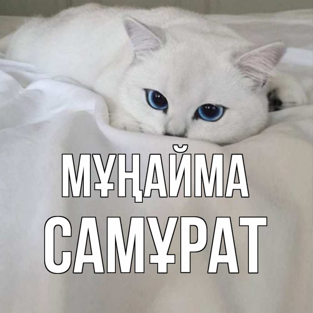 Күн сайын ашық хат с именем, САМҰРАТ Мұңайма белый кот с голубыми глазами на белоснежной кровати Онлайн тегін жүктеп алу тілектері бар керемет карта 