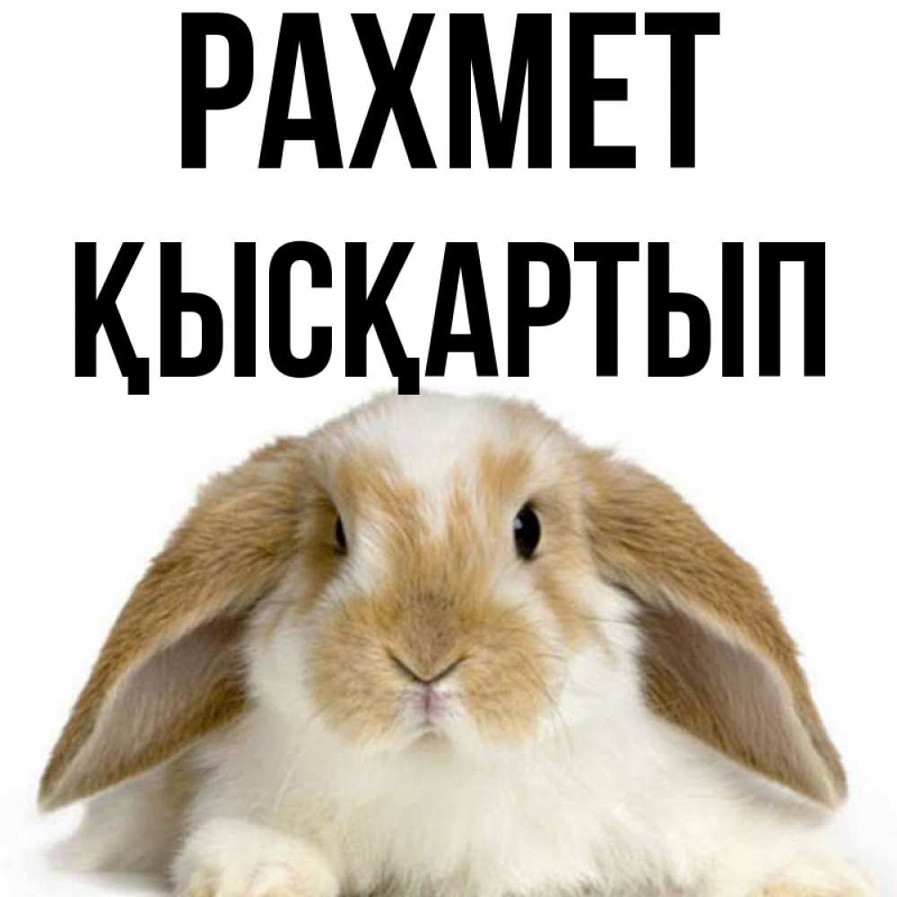 Күн сайын ашық хат с именем, Қысқартып рахмет коричнево белый заяц Онлайн тегін жүктеп алу тілектері бар керемет карта 