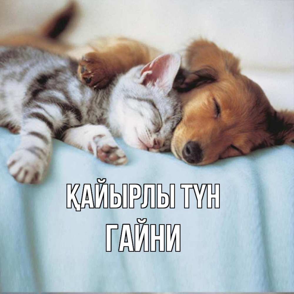 Күн сайын ашық хат с именем, ГАЙНИ Қайырлы түн с животными Онлайн тегін жүктеп алу тілектері бар керемет карта 