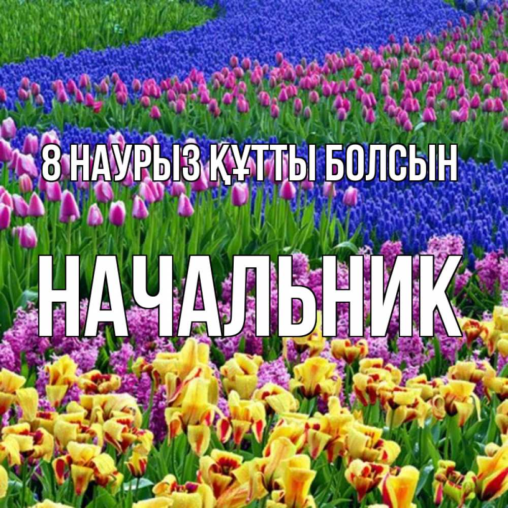 Күн сайын ашық хат с именем, Начальник 8 наурыз құтты болсын цветы Онлайн тегін жүктеп алу тілектері бар керемет карта 