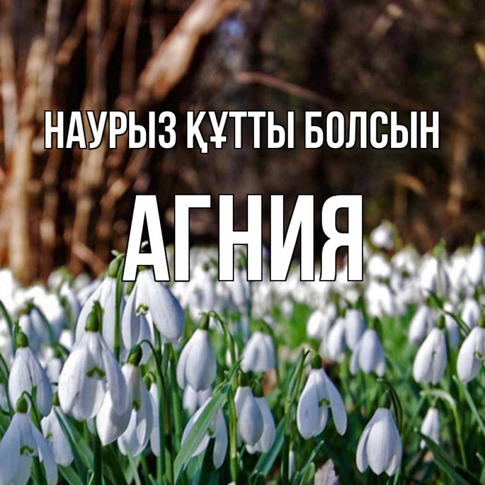 Күн сайын ашық хат с именем, Агния Наурыз құтты болсын с подснежниками 1 Онлайн тегін жүктеп алу тілектері бар керемет карта 