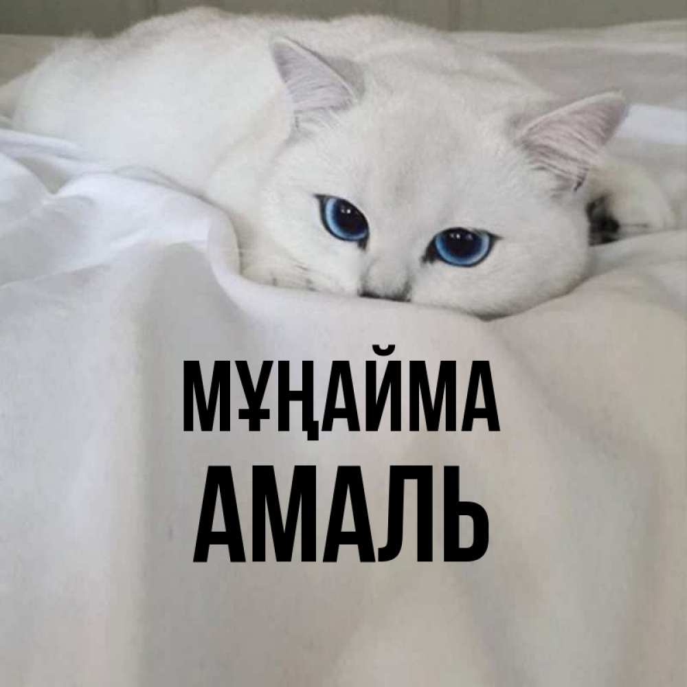 Күн сайын ашық хат с именем, Амаль Мұңайма Голубоглазая кошка Онлайн тегін жүктеп алу тілектері бар керемет карта 