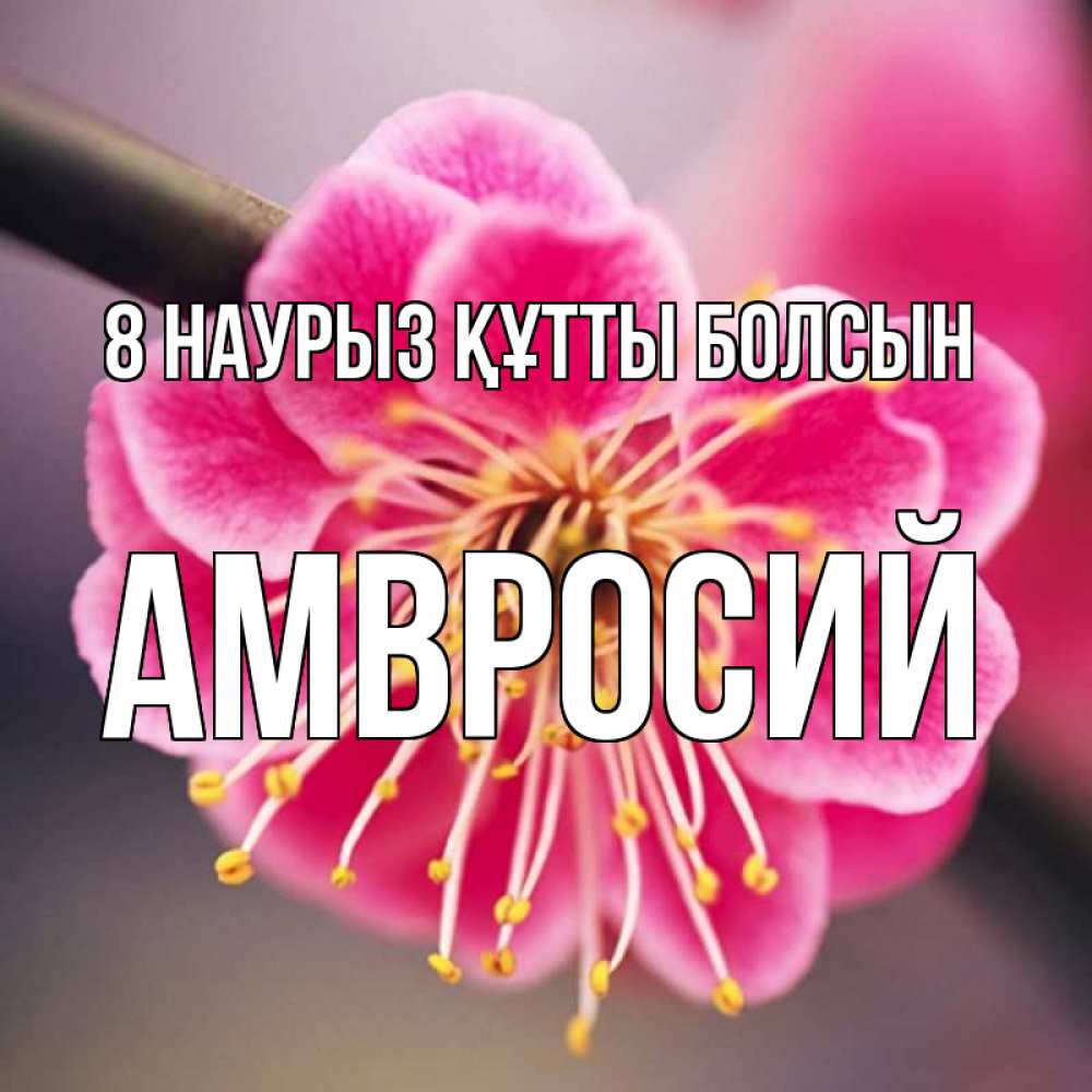 Күн сайын ашық хат с именем, Амвросий 8 наурыз құтты болсын цветы Онлайн тегін жүктеп алу тілектері бар керемет карта 