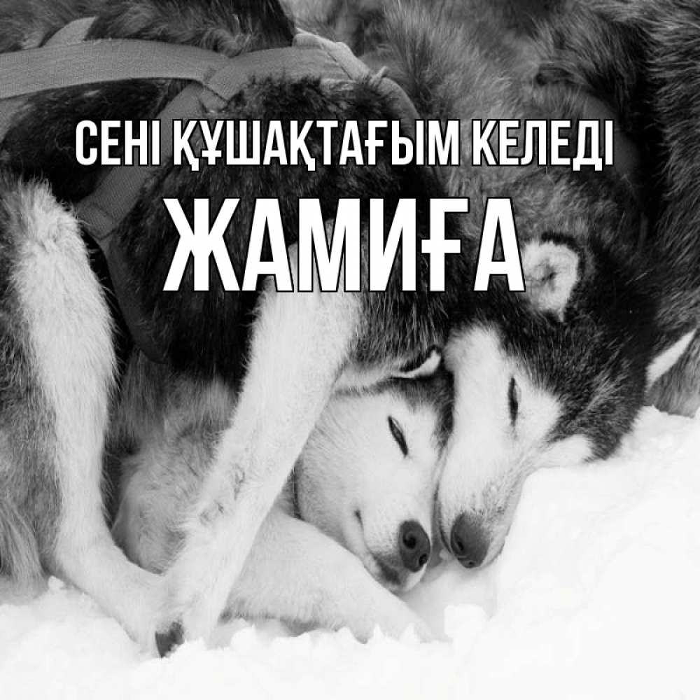 Күн сайын ашық хат с именем, ЖАМИҒА сені құшақтағым келеді собачки в упряжке Онлайн тегін жүктеп алу тілектері бар керемет карта 