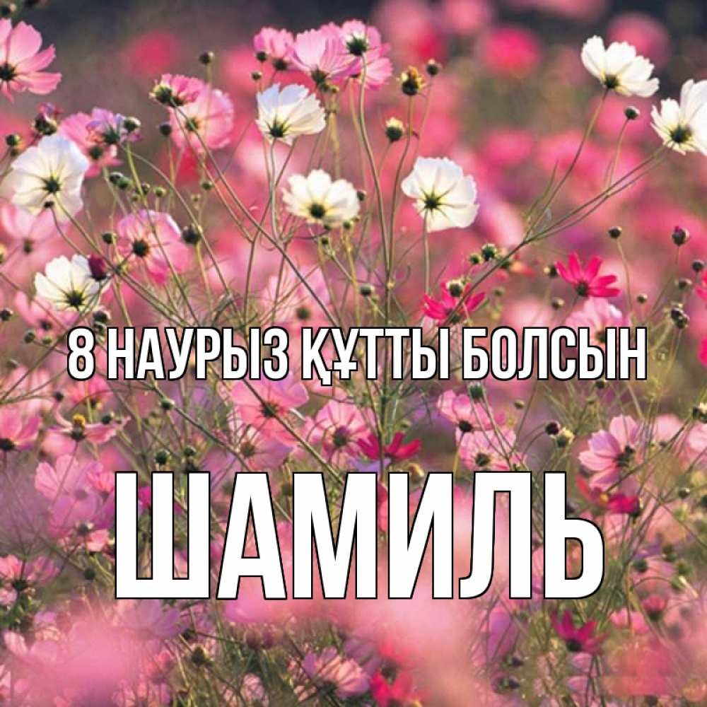 Күн сайын ашық хат с именем, Шамиль 8 наурыз құтты болсын красиво 1 Онлайн тегін жүктеп алу тілектері бар керемет карта 