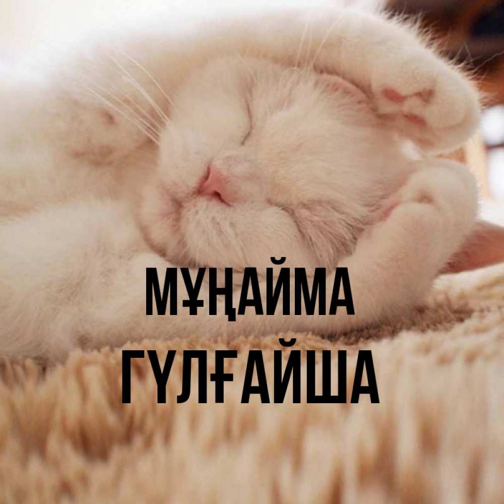 Күн сайын ашық хат с именем, ГҮЛҒАЙША Мұңайма Котенок спит Онлайн тегін жүктеп алу тілектері бар керемет карта 