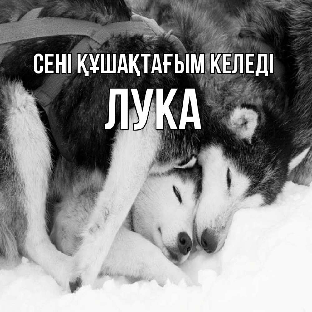 Күн сайын ашық хат с именем, Лука сені құшақтағым келеді собачки в упряжке Онлайн тегін жүктеп алу тілектері бар керемет карта 
