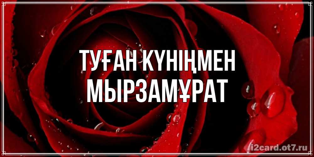 Күн сайын ашық хат с именем, Мырзамұрат Туған күніңмен крупная бордовая роза Онлайн тегін жүктеп алу тілектері бар керемет карта 