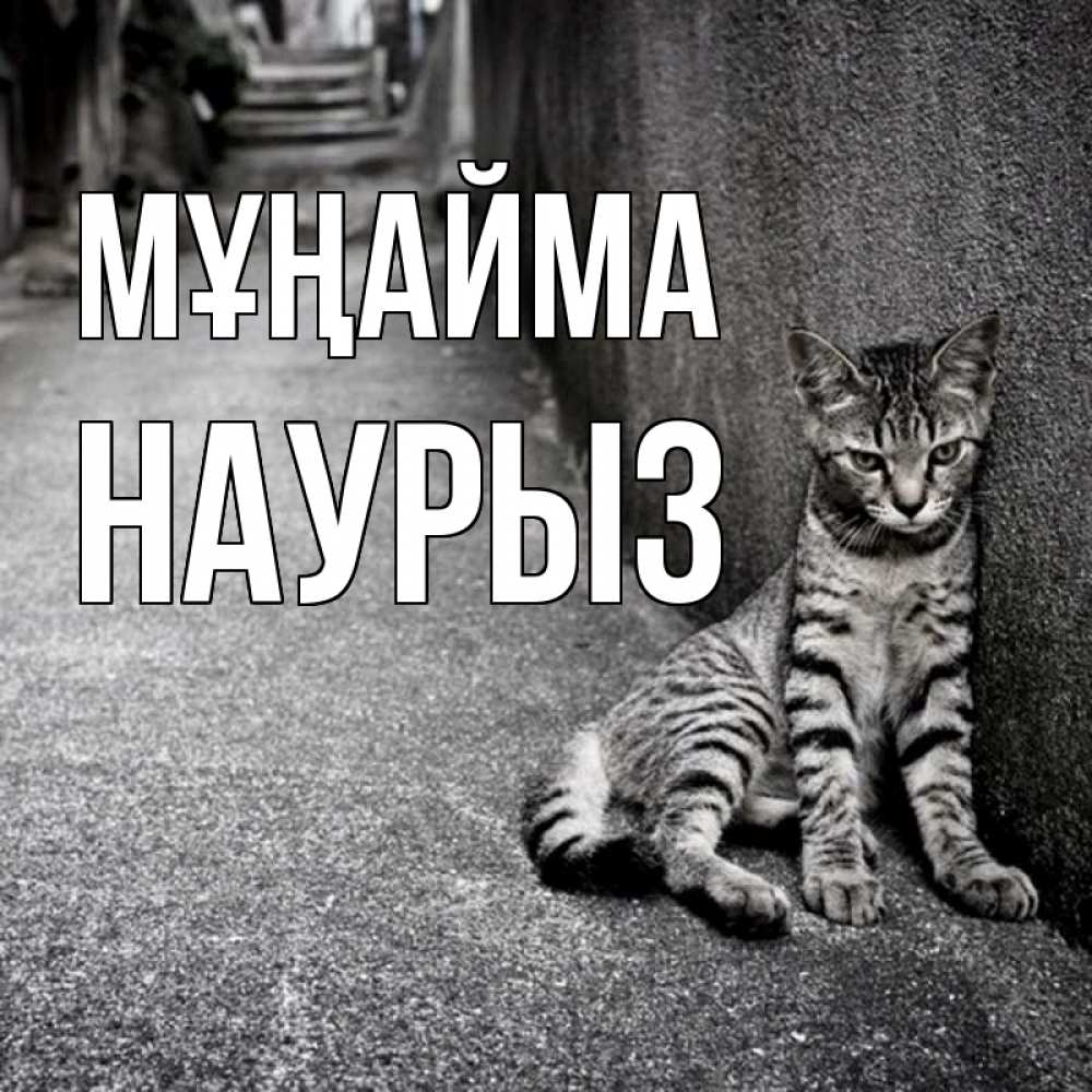 Күн сайын ашық хат с именем, НАУРЫЗ Мұңайма скучающий котик Онлайн тегін жүктеп алу тілектері бар керемет карта 