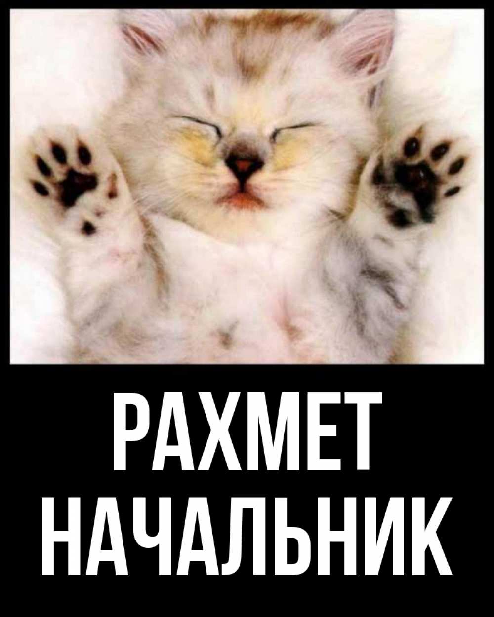 Күн сайын ашық хат с именем, Начальник рахмет маленький котенок Онлайн тегін жүктеп алу тілектері бар керемет карта 