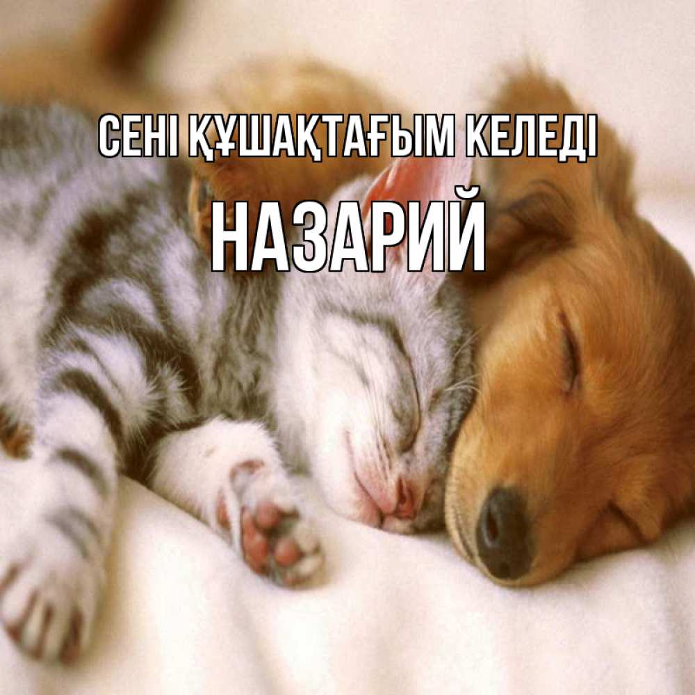 Күн сайын ашық хат с именем, Назарий сені құшақтағым келеді пес и котенок Онлайн тегін жүктеп алу тілектері бар керемет карта 