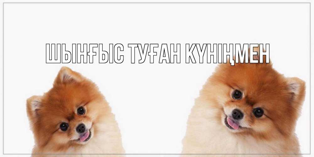 Картинка  с именем , ШЫНҒЫС! ТУҒАН КҮНІҢМЕН!