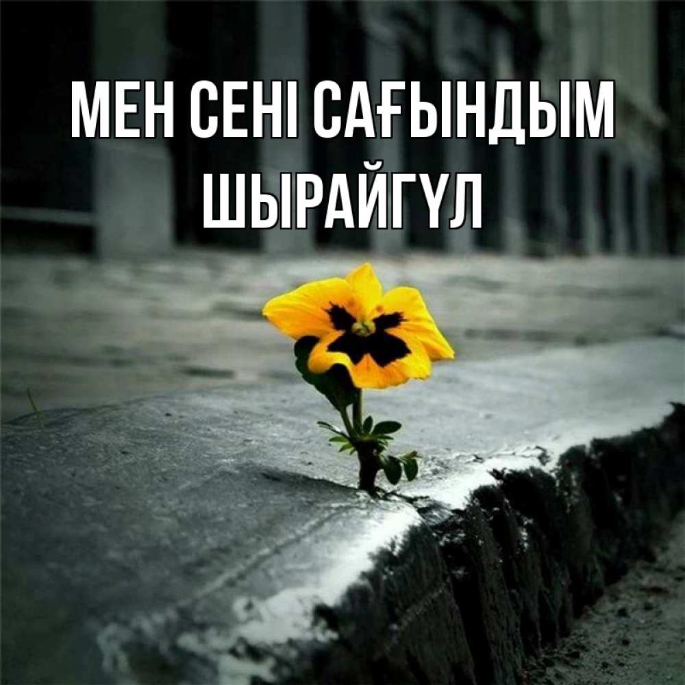 Күн сайын ашық хат с именем, ШЫРАЙГҮЛ Мен сені сағындым надеюсь будет лучше Онлайн тегін жүктеп алу тілектері бар керемет карта 