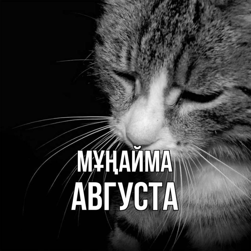 Күн сайын ашық хат с именем, Августа Мұңайма грустный котик Онлайн тегін жүктеп алу тілектері бар керемет карта 
