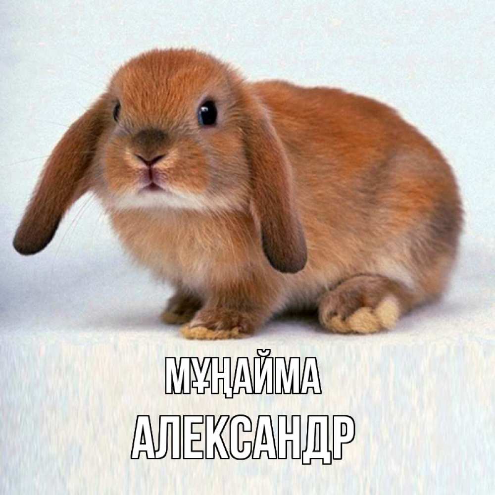 Күн сайын ашық хат с именем, Александр Мұңайма рыжий зая Онлайн тегін жүктеп алу тілектері бар керемет карта 