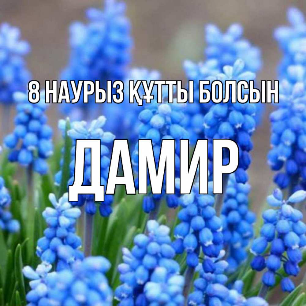 Күн сайын ашық хат с именем, Дамир 8 наурыз құтты болсын Поздравительная открытка для женщин с цветами на праздничную дату Онлайн тегін жүктеп алу тілектері бар керемет карта 